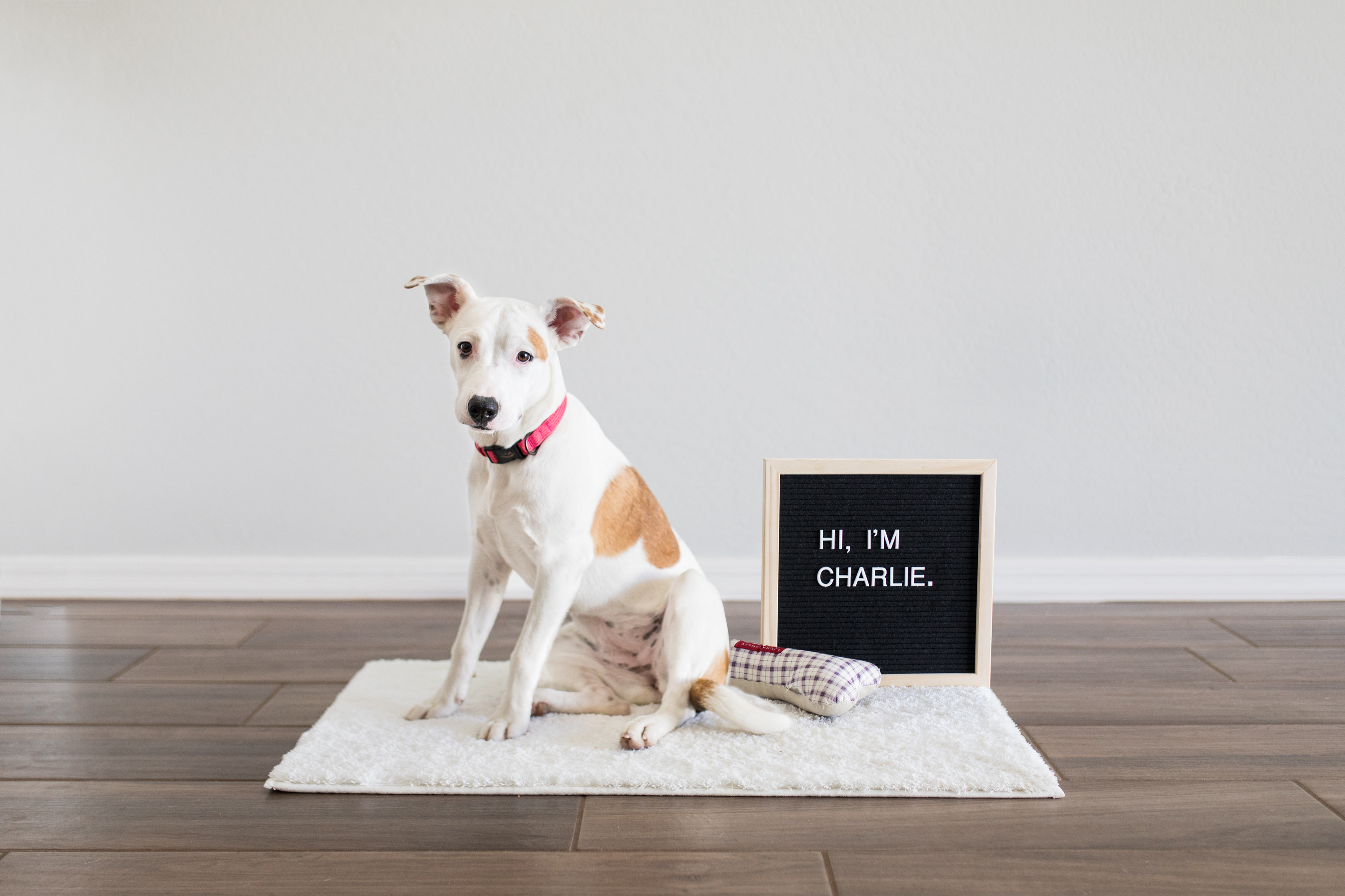We Adopted A Puppy! | Brooke & Doug Photography