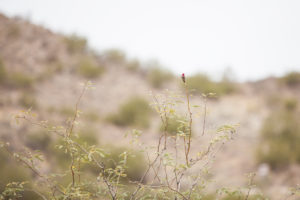Rainy Phoenix Desert Wedding | Brooke & Doug Photography